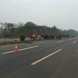 岷东大道东坡段5.8公里道路隔离带绿化工程(图4)