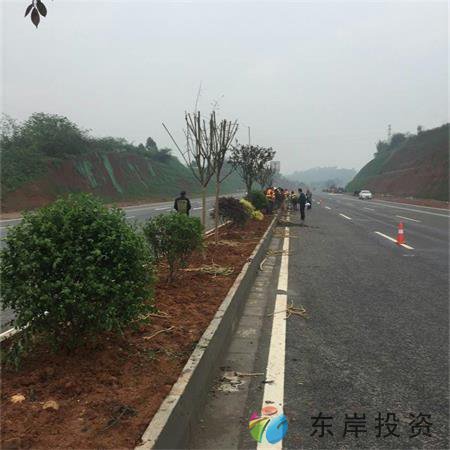 岷东大道东坡段5.8公里道路隔离带绿化工程(图3)