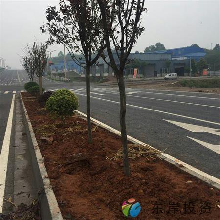岷东大道东坡段5.8公里道路隔离带绿化工程(图2)